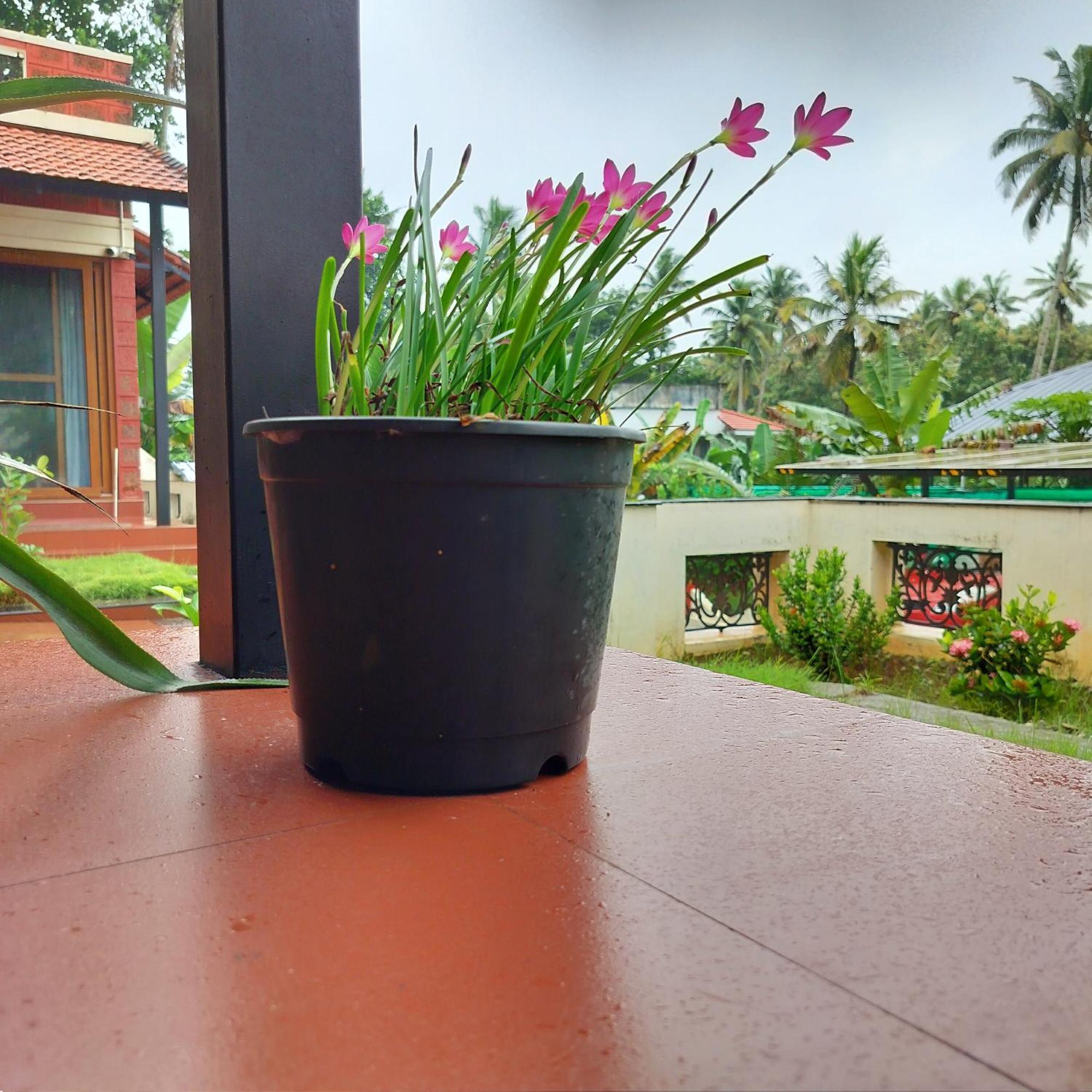 The Ixora - A Boutique Homestay Varkala Eksteriør bilde